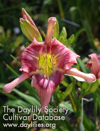 Daylily Nature's Pink Alien